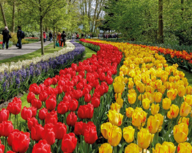 Mãn nhãn với 7 triệu bông tulip đồng loạt bung nở