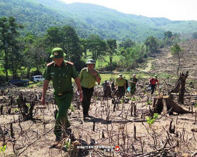 Nóng: Bắt nghi phạm chủ mưu vụ phá 61ha rừng tự nhiên ở Bình Định