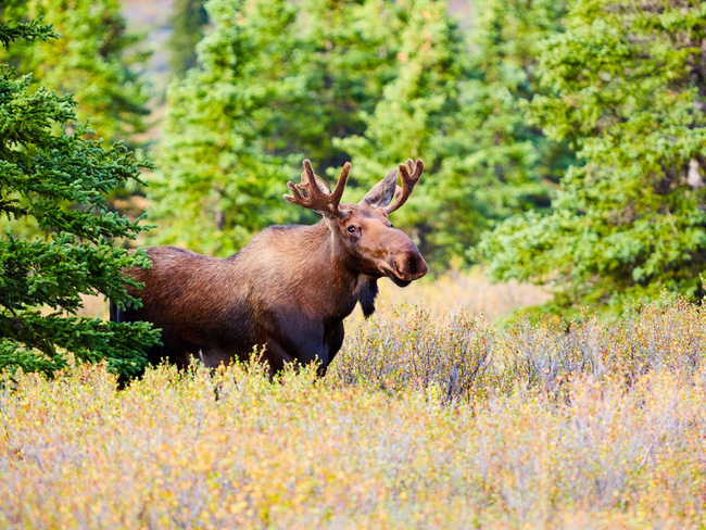 Alaska - vùng đất sở hữu thiên nhiên kỳ diệu của nước Mỹ - Ảnh 20.