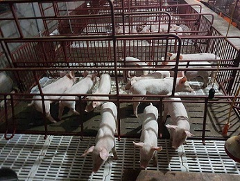 Bộ trưởng: Còn 25.000 đồng/kg, giá lợn Việt Nam đã rẻ nhất thế giới - 2