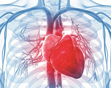 Arginin và những công dụng tác dụng trên tim mạch
