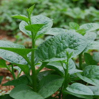 Những món hấp dẫn từ rau mồng tơi