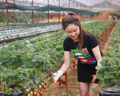 Vườn cà chua, dâu công nghệ cao trĩu quả ở Đà Lạt
