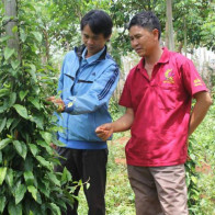 Gia Lai xuất hiện giống tiêu... lạ