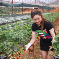 Vườn cà chua, dâu công nghệ cao trĩu quả ở Đà Lạt