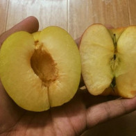 Mận Úc 300 ngàn đồng/5 quả, nhà giàu Việt vẫn mua ăn tráng miệng