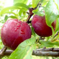 Mẹo hay giúp phân biệt mận Trung Quốc và mận Việt Nam