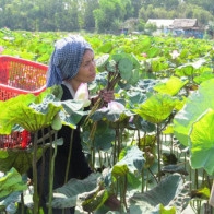 Đồng Tháp: Giá gương sen giảm chỉ còn 7.000 đồng/kg