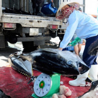 Cá ngừ đại dương giá 110.000 đồng/kg, thương lái tranh nhau mua