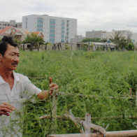 Khó tin măng tây xanh... xanh giữa vùng "sa mạc"