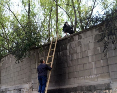 "Cò du lịch" Trung Quốc xúi du khách vượt tường trốn vé vào vườn thú