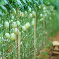 Những vườn rau củ "khủng" đẹp mê mẩn ở Đà Lạt