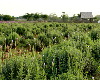 Hà Nội cũng có cánh đồng oải hương đẹp mê hồn
