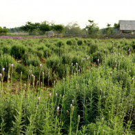 Hà Nội cũng có cánh đồng oải hương đẹp mê hồn