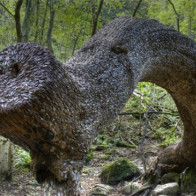 Kỳ lạ khúc gỗ được phủ kín bởi hàng nghìn đồng xu trong rừng suốt hàng trăm năm
