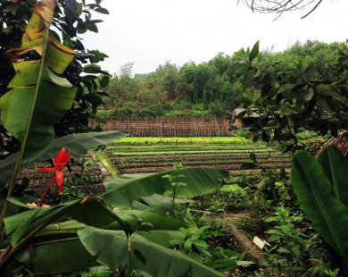 Ghé thăm khu du lịch sinh thái Thái Hải giữa rừng xanh Thái Nguyên
