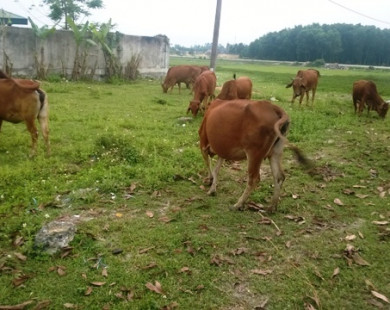 Thanh Hóa: Hơn 100 con bò ốm, chết khiến người dân lo lắng