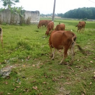 Thanh Hóa: Hơn 100 con bò ốm, chết khiến người dân lo lắng