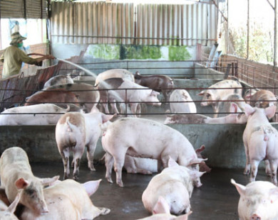 Xử lý chất thải chăn nuôi: Loay hoay tìm giải pháp
