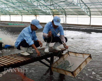 Bạc Liêu "mơ" thành vựa tôm công nghiệp lớn nhất nước