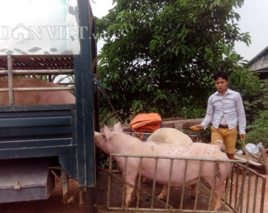 1 triệu tấn lợn Việt Nam sẽ xuất khẩu chính ngạch sang Trung Quốc