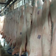 Heo hơi đang sốt giá là ảo hay thật?