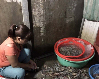 Hà Nội: Hãi hùng cảnh bơm tạp chất độc hại vào tôm còn tươi sống