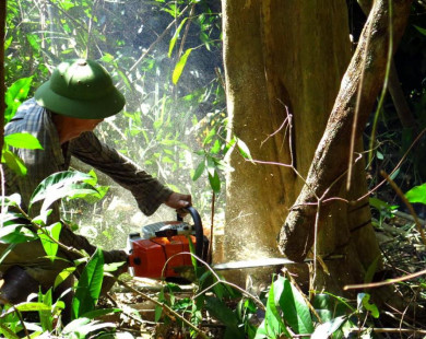 Vụ 43ha rừng Bình Định “biến mất”: Trách nhiệm thuộc về ai?