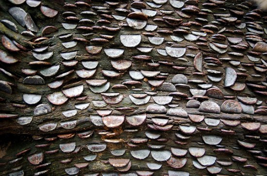Kỳ lạ khúc gỗ được phủ kín bởi hàng nghìn đồng xu trong rừng suốt hàng trăm năm - Ảnh 5.