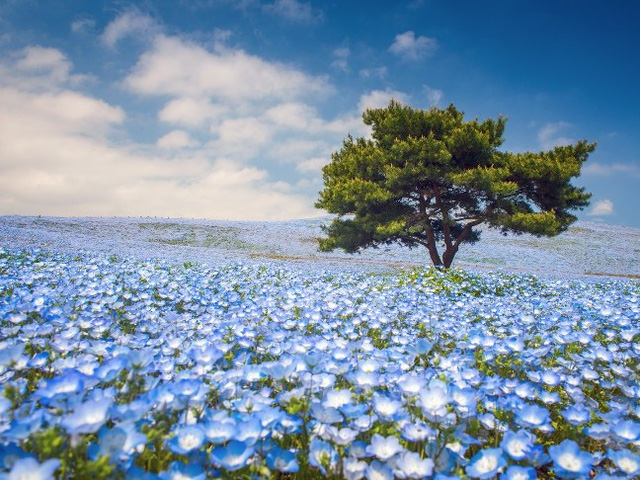 Phong cảnh uyệt đẹp trên những cánh đồng hoa xuân trên khắp thế giới