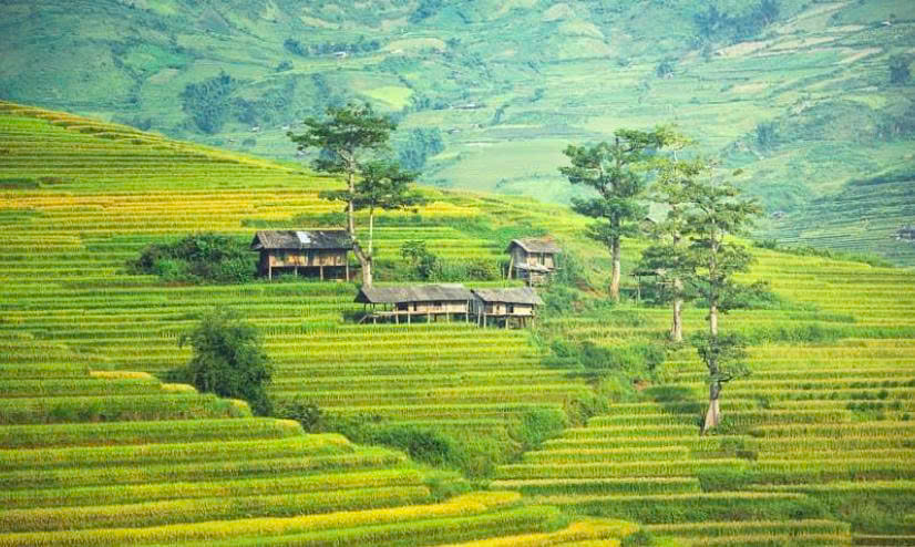 Miền sơn cước giữa mùa vàng Sa Pa qua góc nhìn của nghệ sĩ Việt