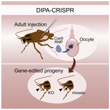Các nhà khoa học vừa tạo ra một loài gián đột biến gen bằng công nghệ CRISPR - Ảnh 8.